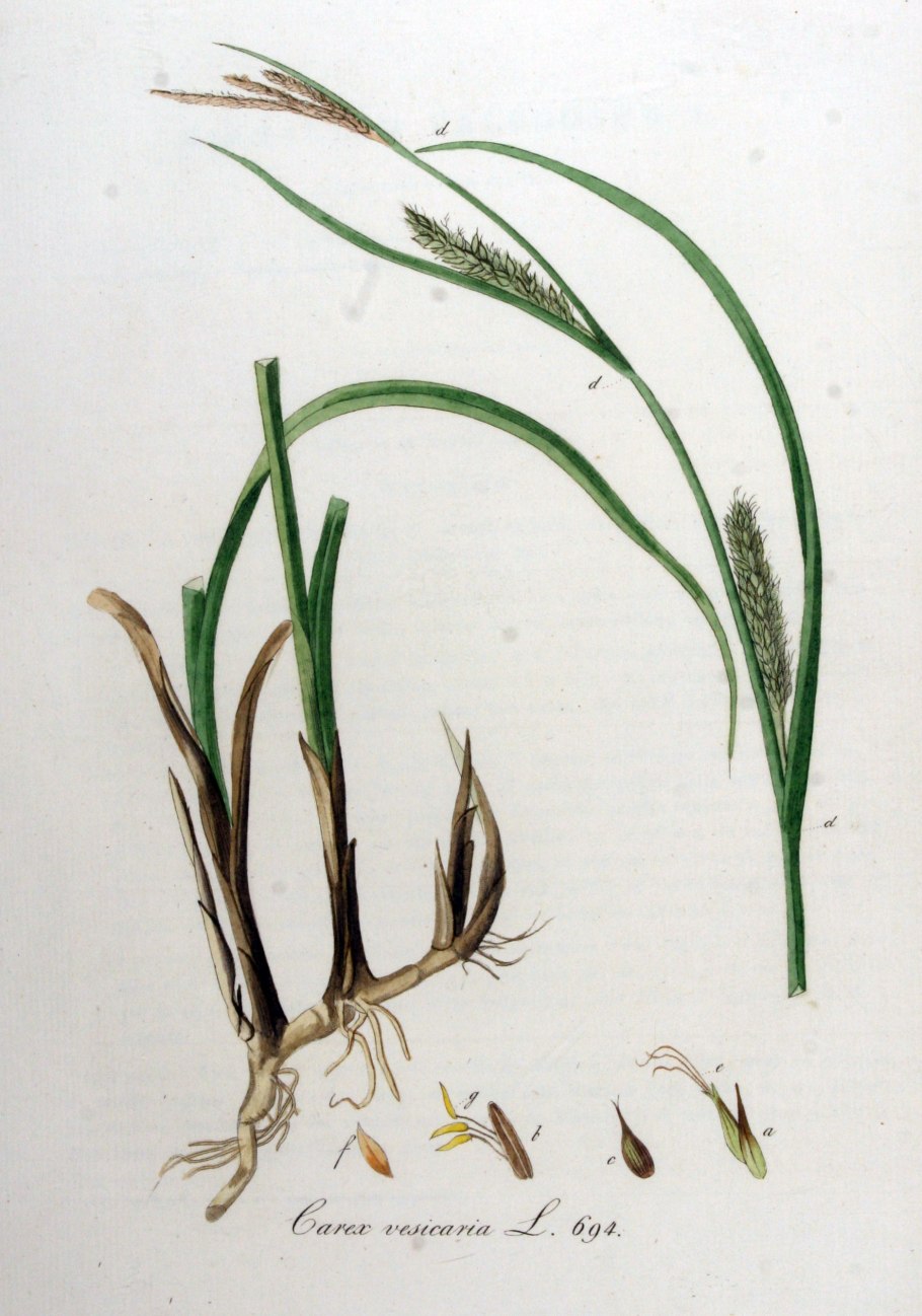 Carex vesicaria