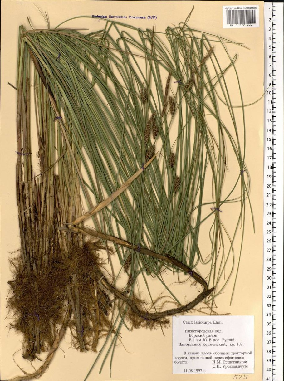 Осока Ошимская