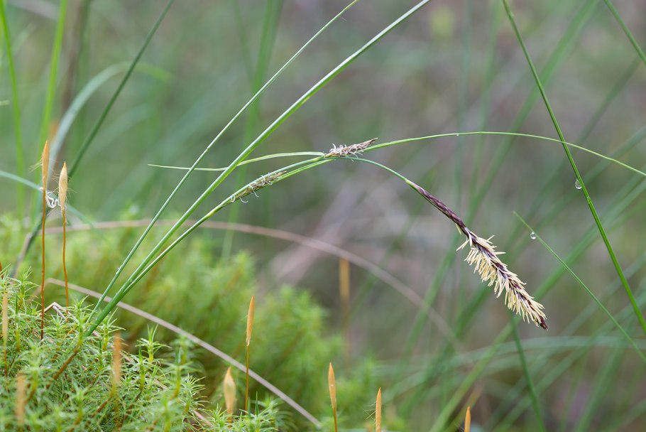 Осока волосистоплодная Carex lasiocarpa