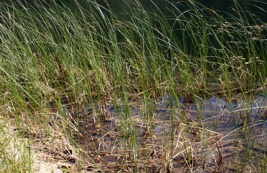 Осока Полевая