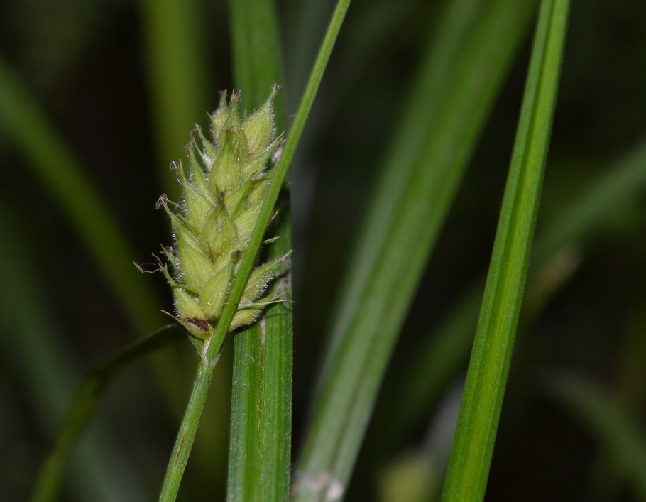 Carex lasiocarpa
