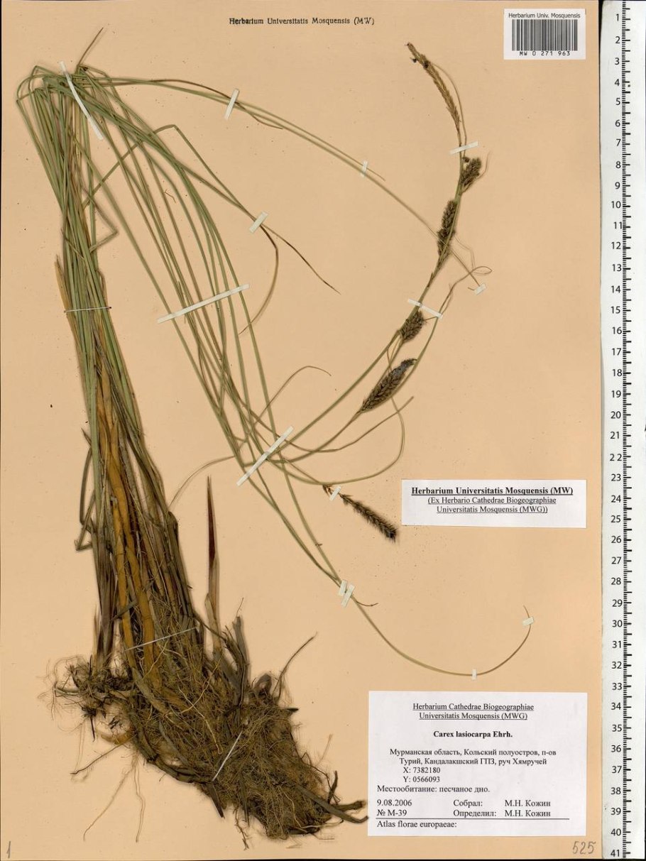 Carex acuta l. осока острая