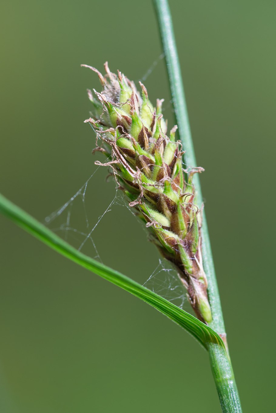 Carex subg. Carex