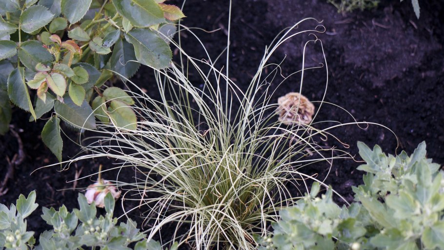 Осока прямостоячая