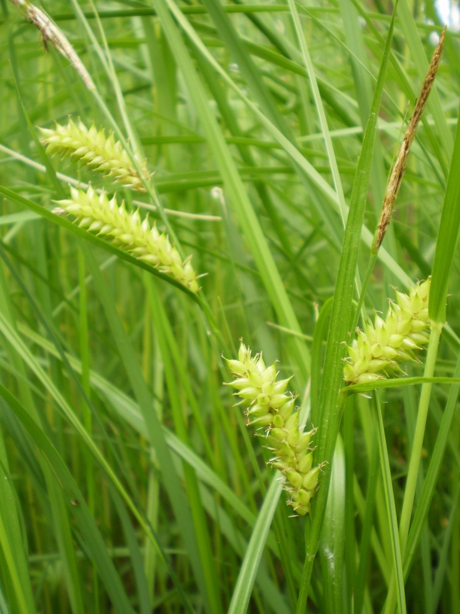 Carex lasiocarpa депозитарий