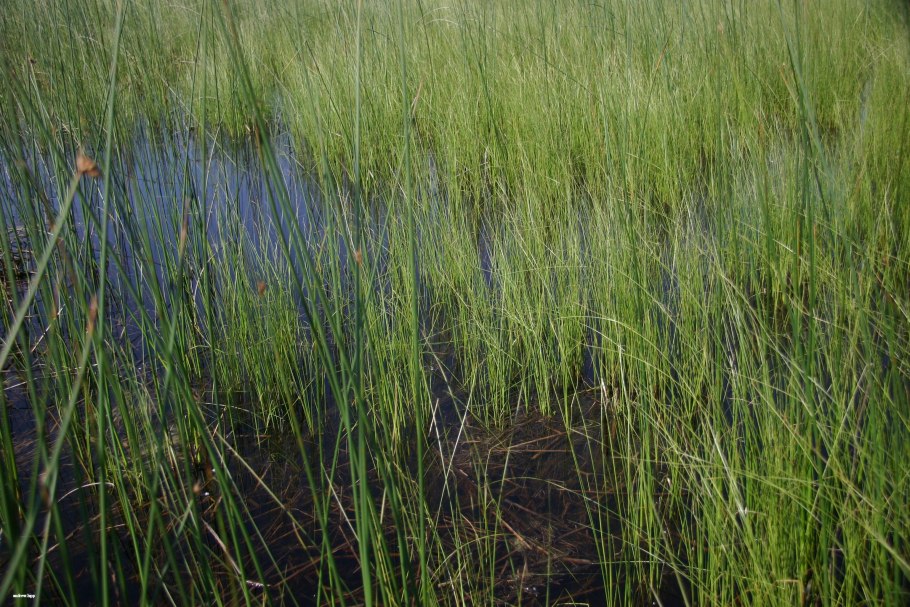 Осока охименская Эвергрин