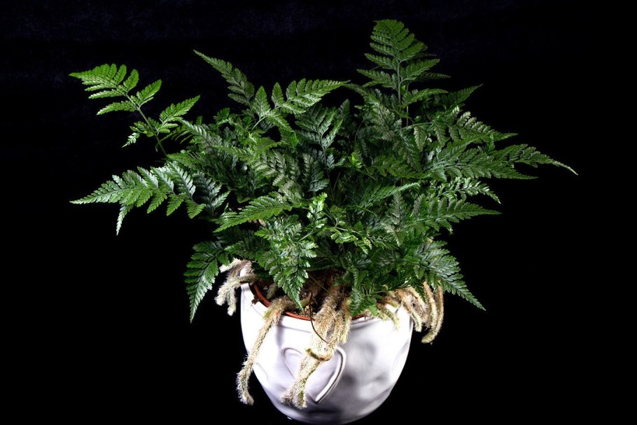 Даваллия фиджийская