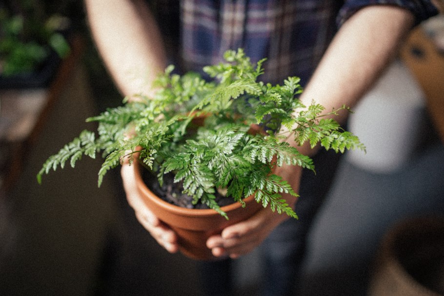 Папоротник Даваллия Канарская