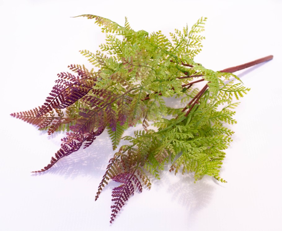 Папоротник Даваллия Канарская