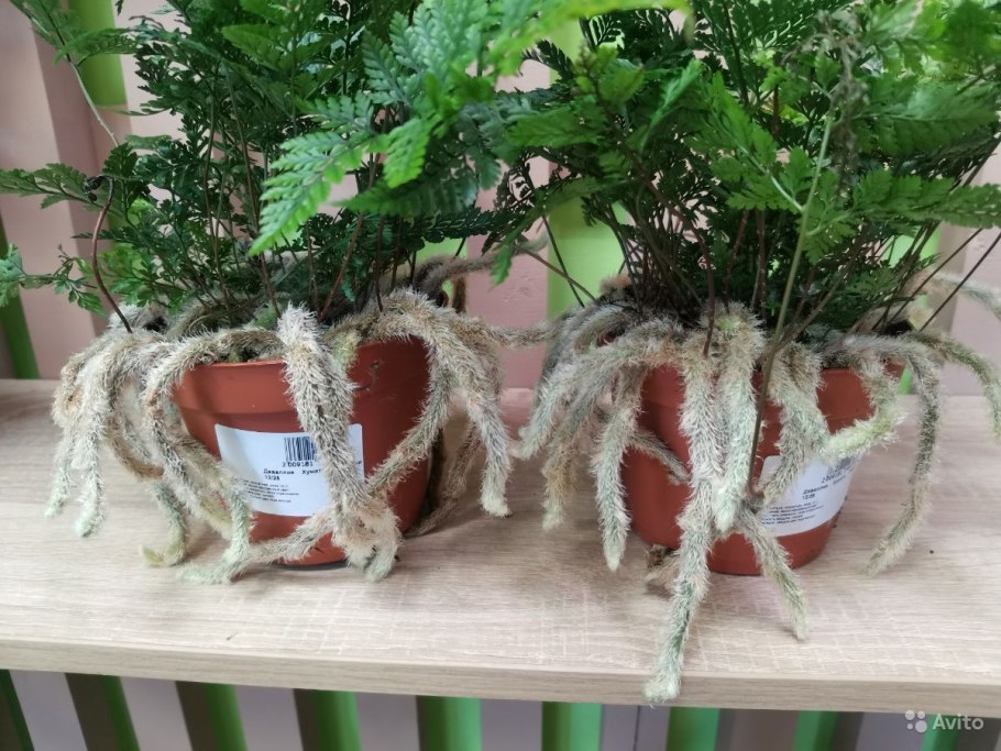 Папоротник Даваллия фиджийская