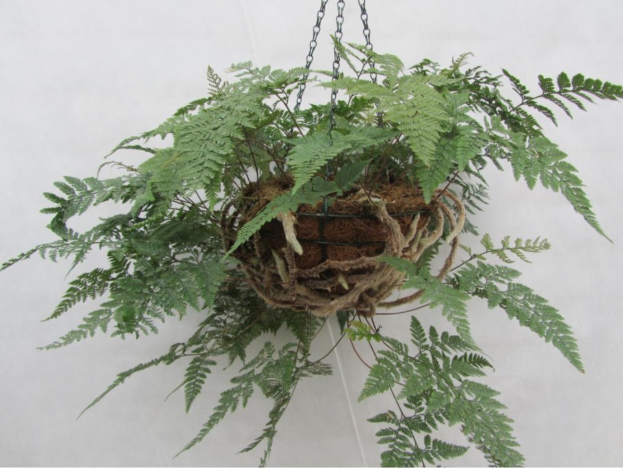 Даваллия фиджийская