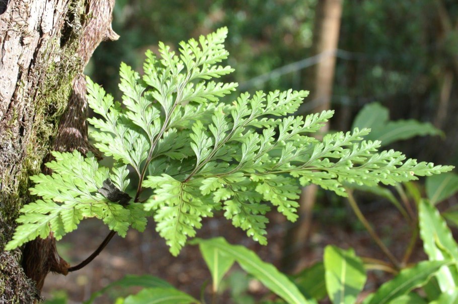 Папоротник Даваллия Канарская
