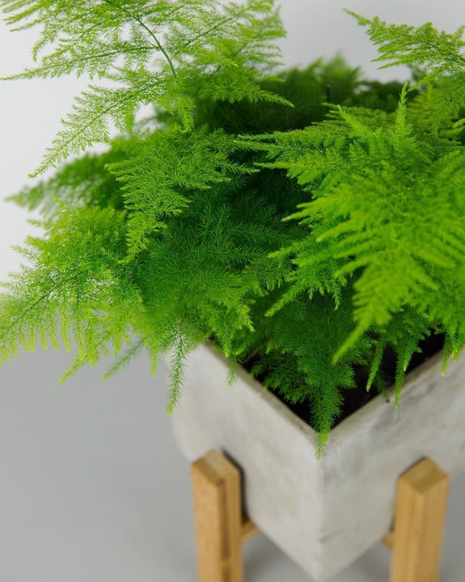 Папоротник Даваллия Канарская