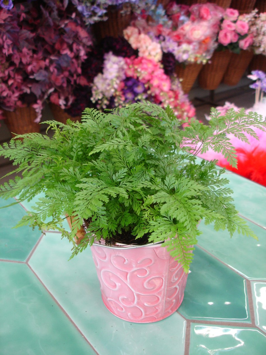 Даваллия канарская