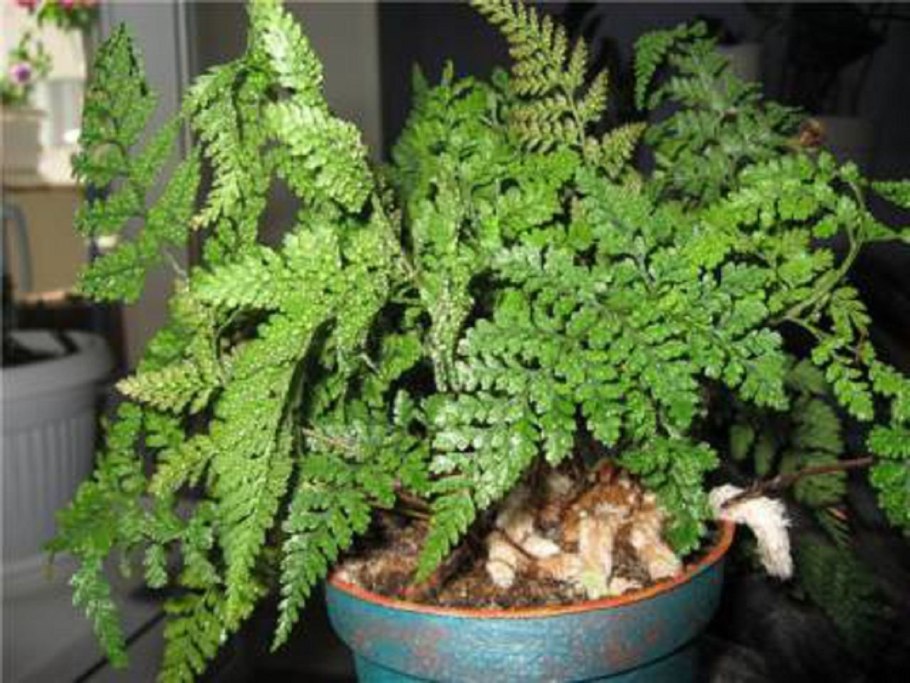 Даваллия - Davallia d12 h15