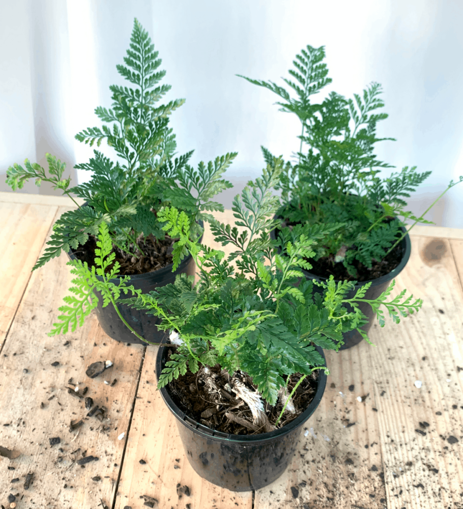 Даваллия Канарская