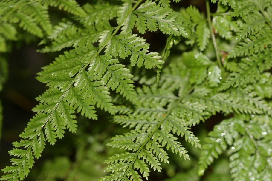 Нефролепис Даваллия