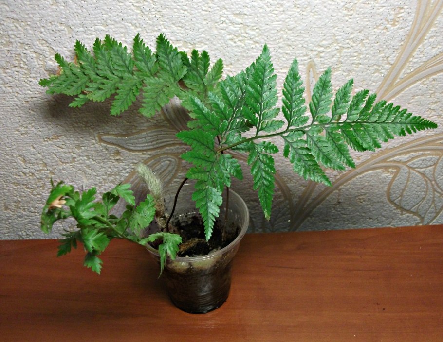 Даваллия канарская