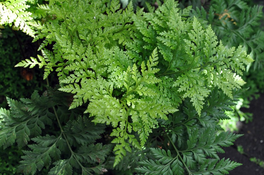 Папоротник Даваллия(заячья лапка)