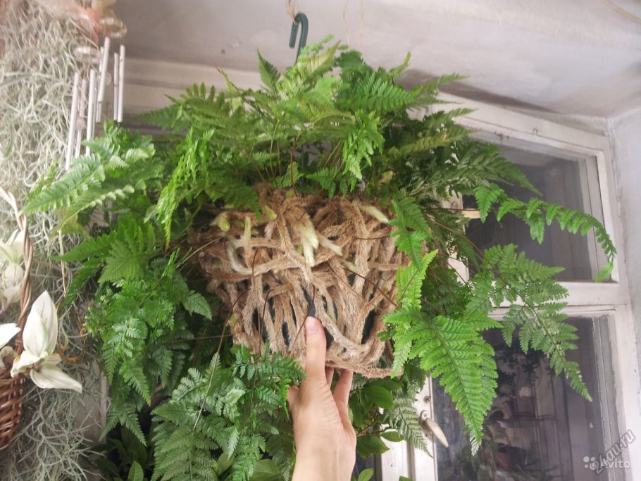 Папоротник комнатный Даваллия
