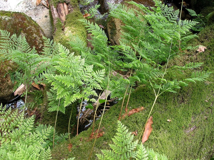 Cystopteris fragilis