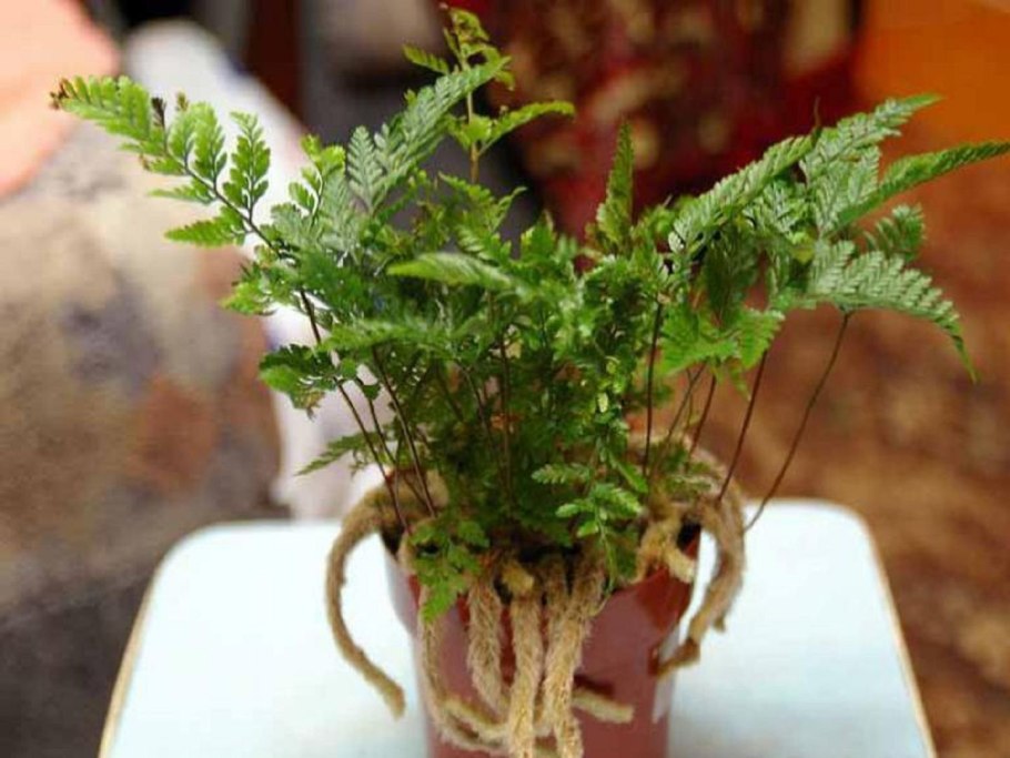 Даваллия пузырчатая