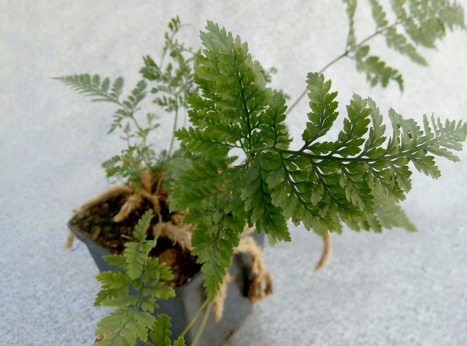 Папоротник давалия