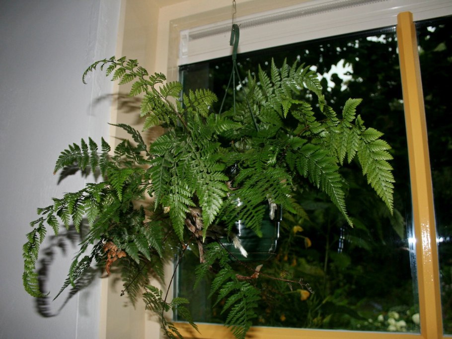 Папоротник комнатный Даваллия