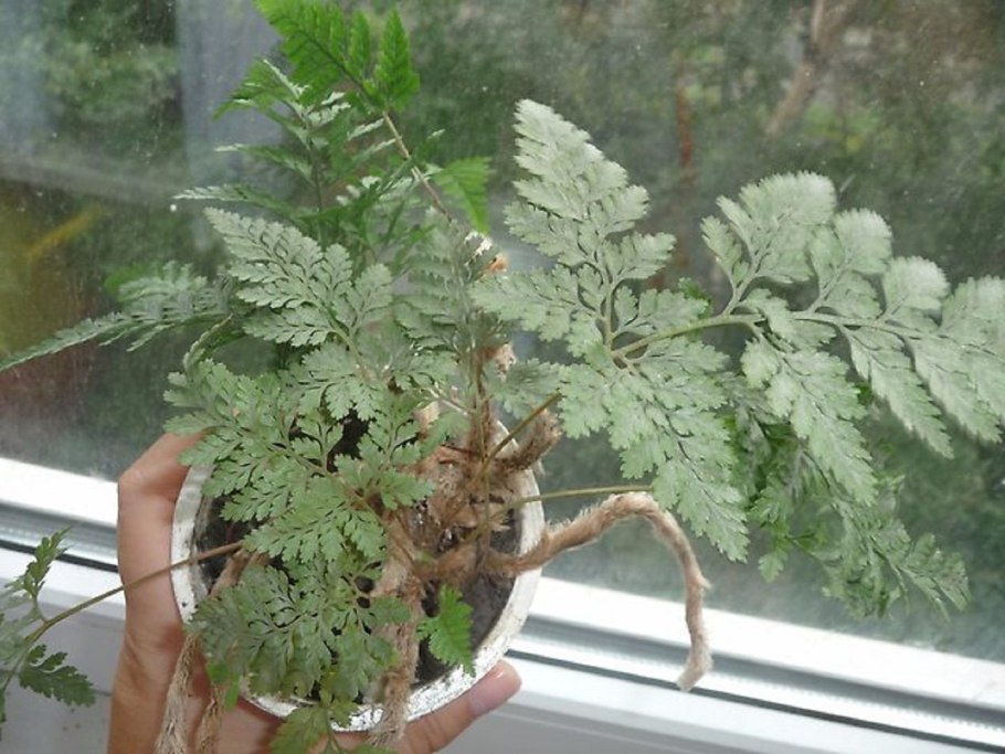 Даваллия Хумата