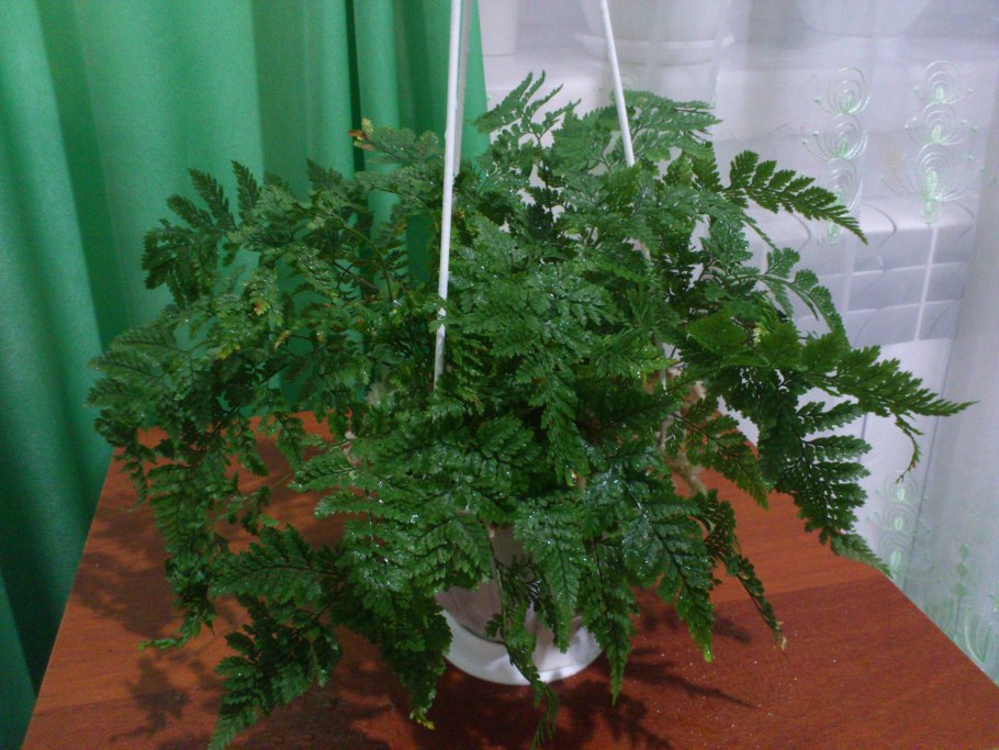 Папоротник давалия