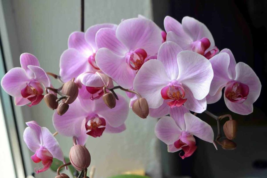 Фаленопсис жилковатый