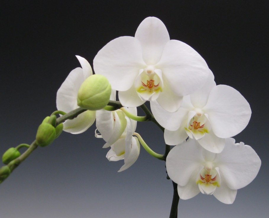 Орхидея фаленопсис