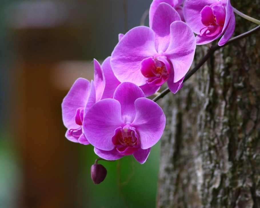 Фаленопсис lila