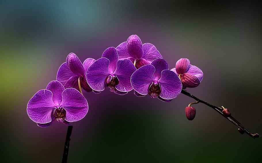 Орхидея Алабастер