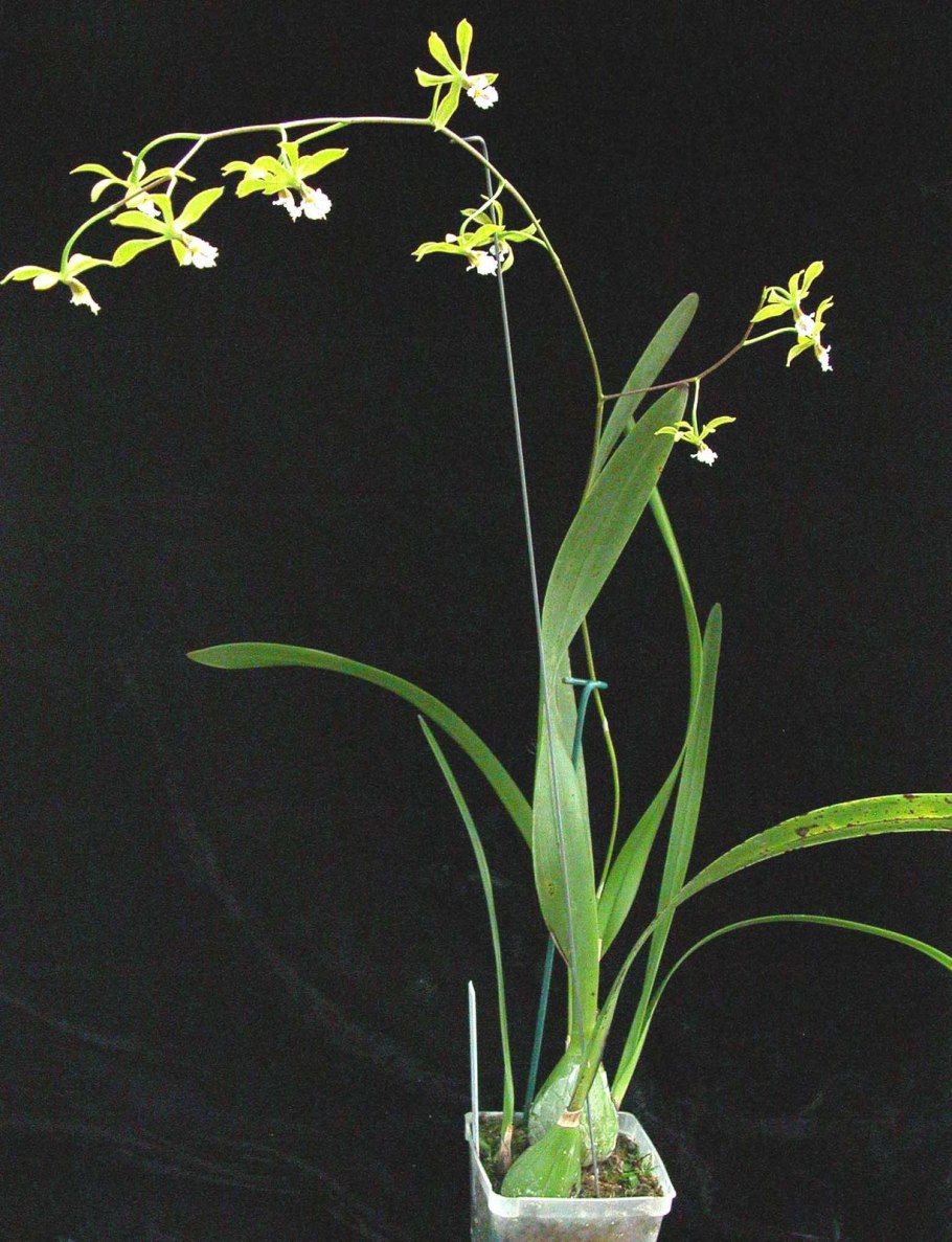 Encyclia Garciana