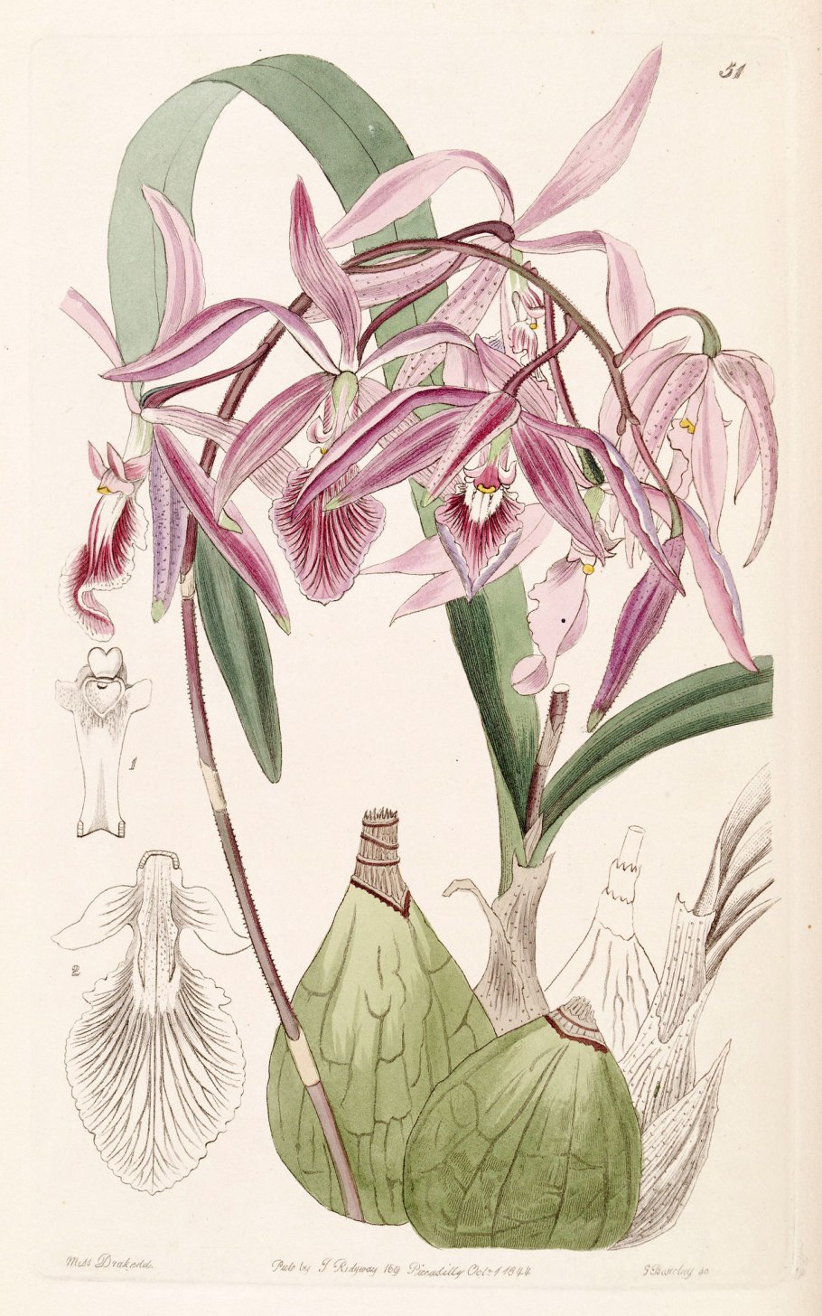 Encyclia adenocaula