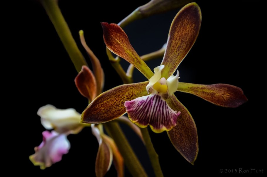 Encyclia boothiana