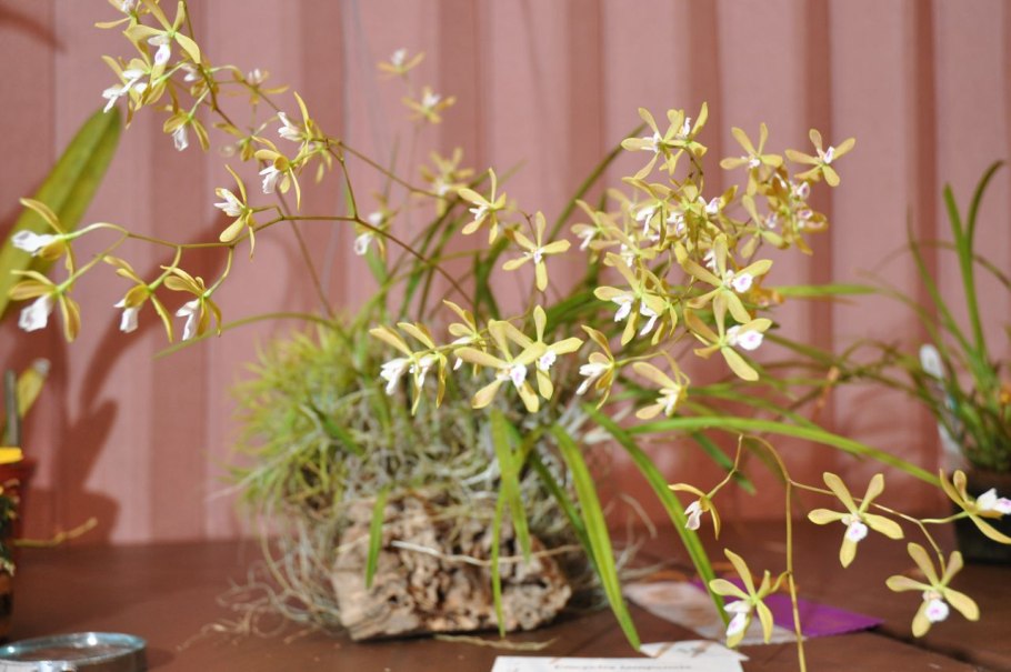 Энциклия Октопусси