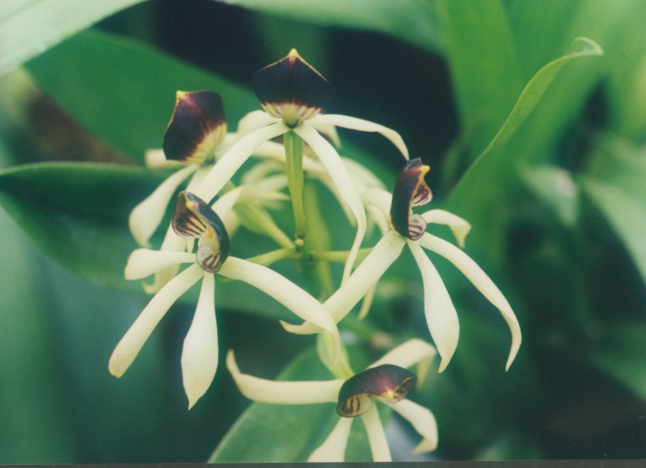 Encyclia tampensis