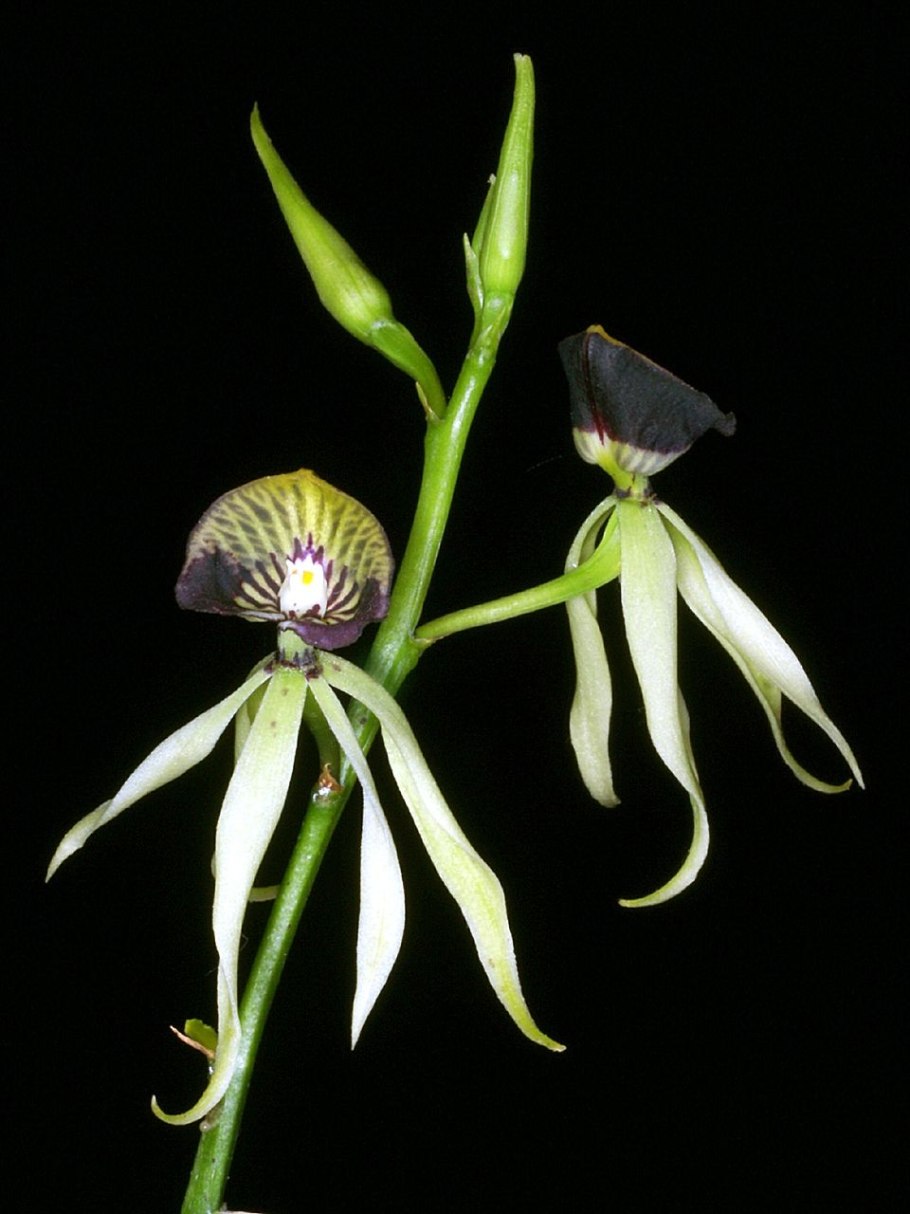 Encyclia hanburyi
