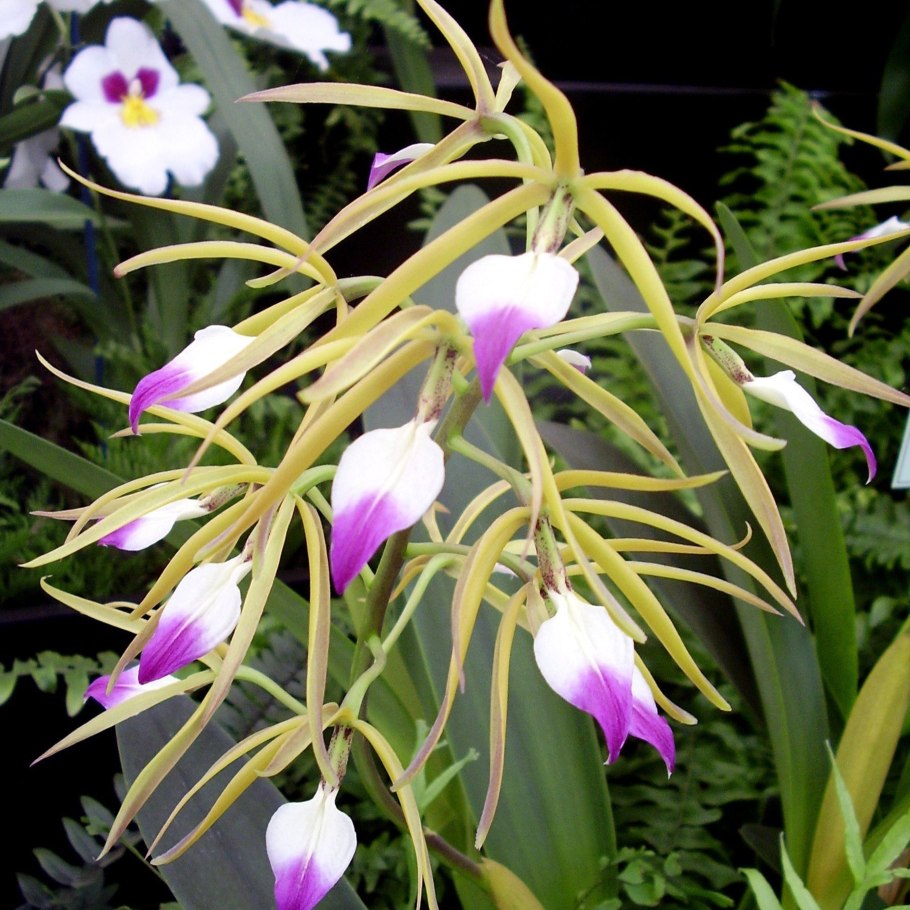 Encyclia bracteata