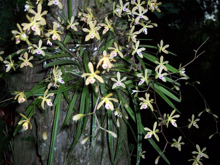 Encyclia livida