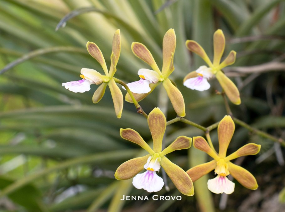 Prosthechea prismatocarpa