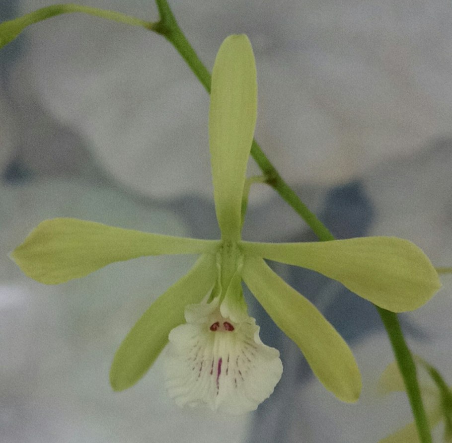 Encyclia Тютчев