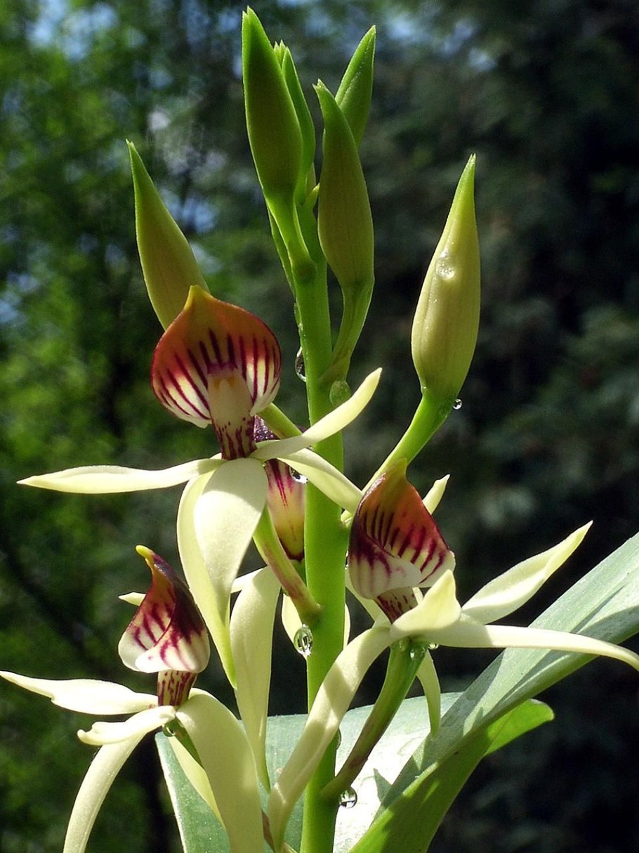 Encyclia cochleata