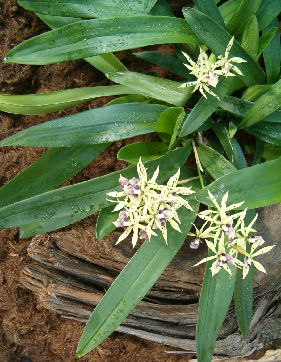 Encyclia polybulbon