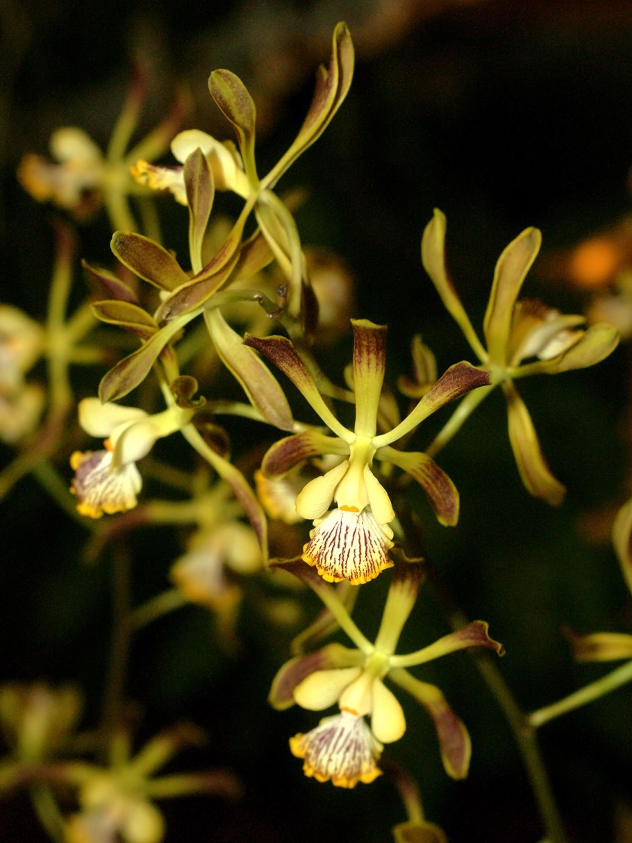 Encyclia Kyoguchi