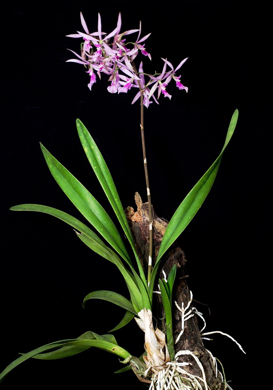 Prosthechea Brassavolae