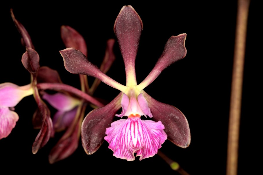 Encyclia alboxanthina