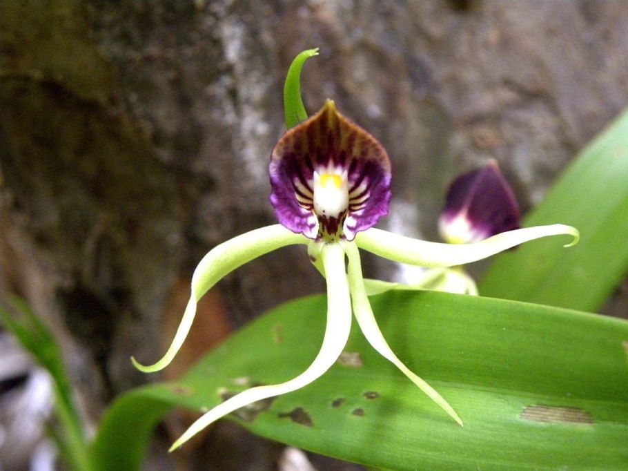 Prosthechea cochleata